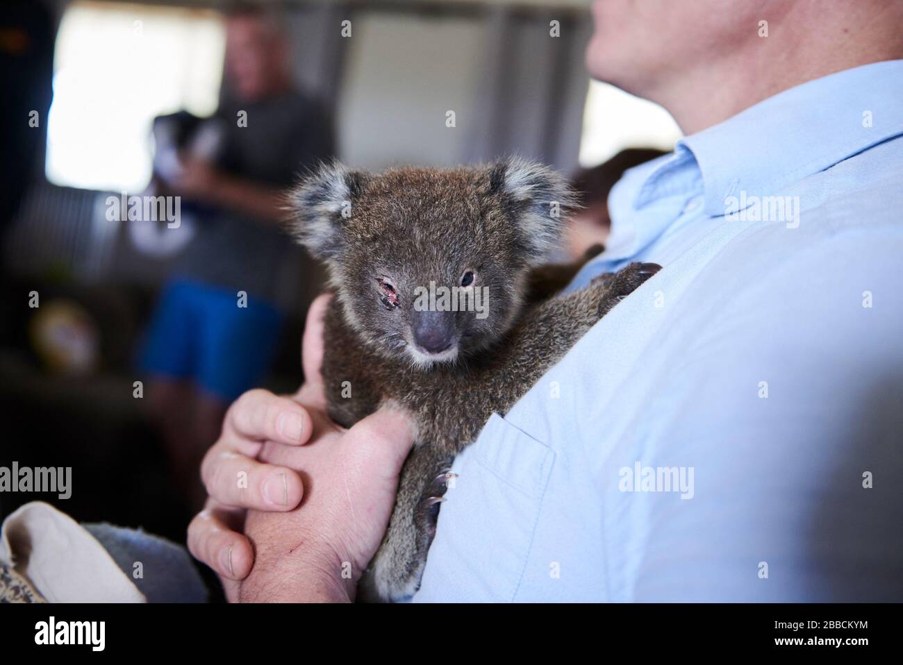 Dr Scott Miller nurses an injured baby joey Koala back to health at the Kangaroo Island Wildlife Centre on Kangaroo Island, South Australia, Australia. Stock Photo