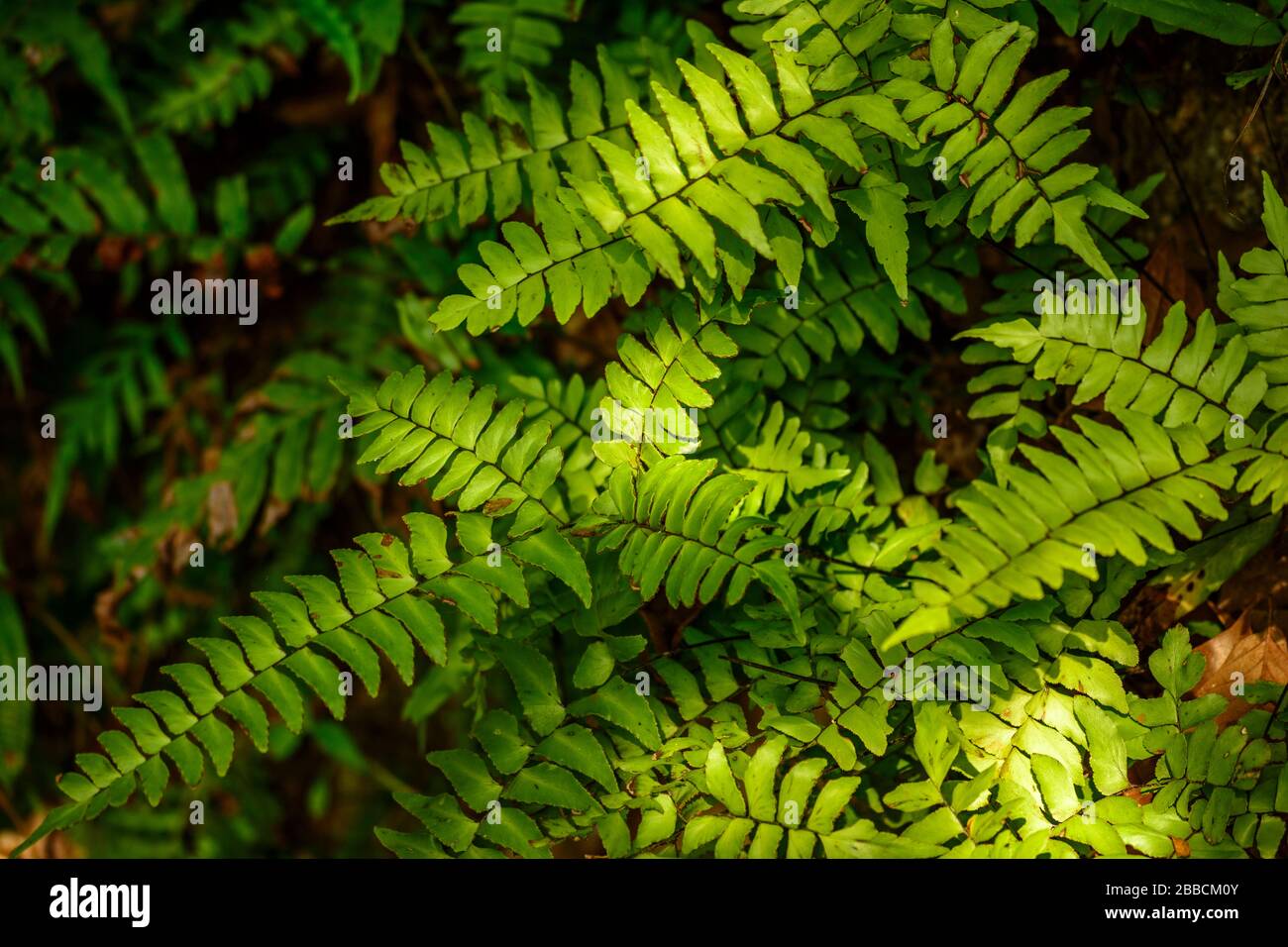 Macho fern or giant sword fern (Nephrolepsis biserrata) Western ghats India Stock Photo
