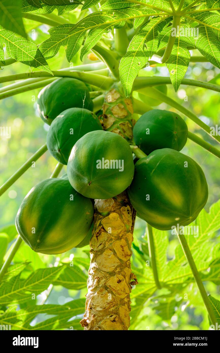 Fresh green Papayas on a tree Stock Photo