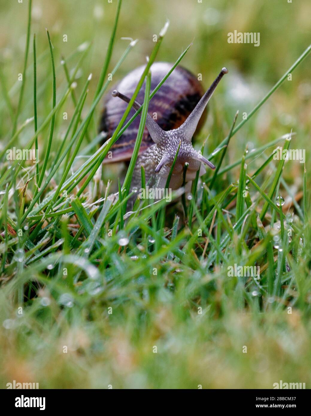 land snail Cornu aspersum or shelled gastropod in grass Stock Photo Alamy