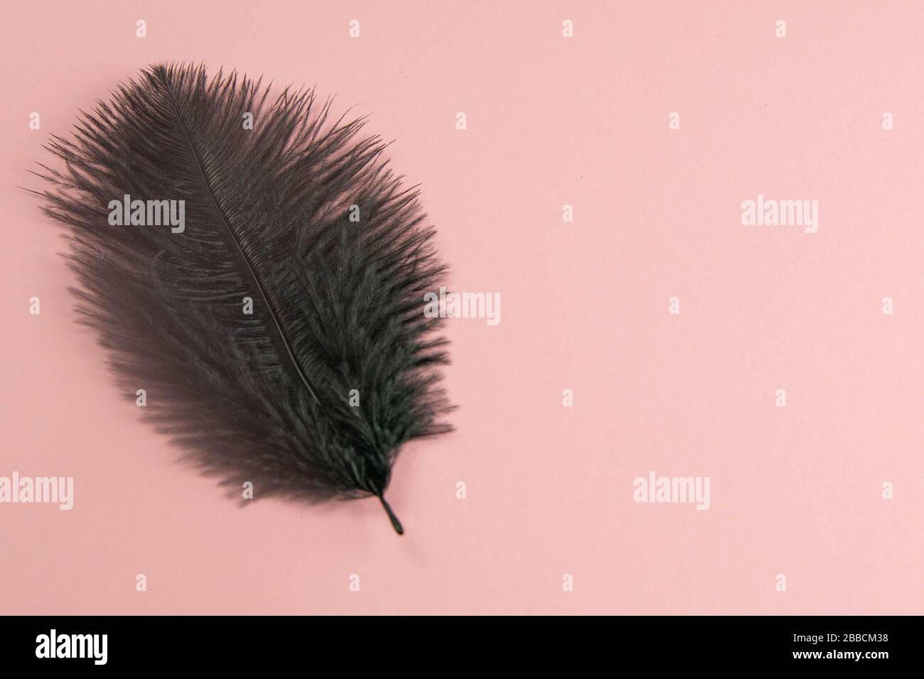 Beautiful black feather on pinc background Stock Photo