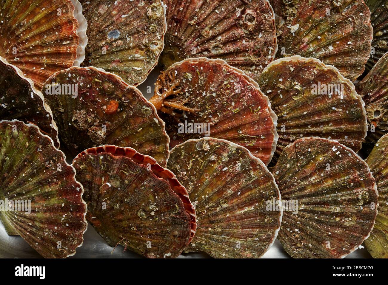 Live scallops hires stock photography and images Alamy