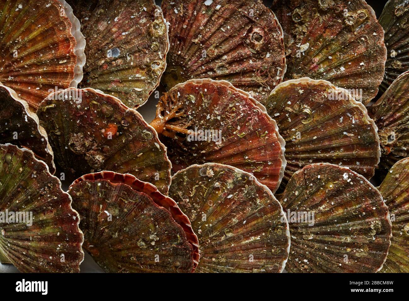 Scallop Scallops Seafood Shells Stock Photo - Alamy