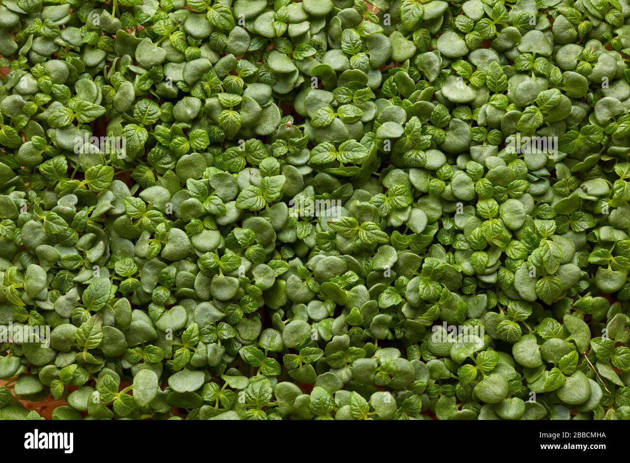 micro greens sprouting vegetable herb leaf japanese green Stock Photo