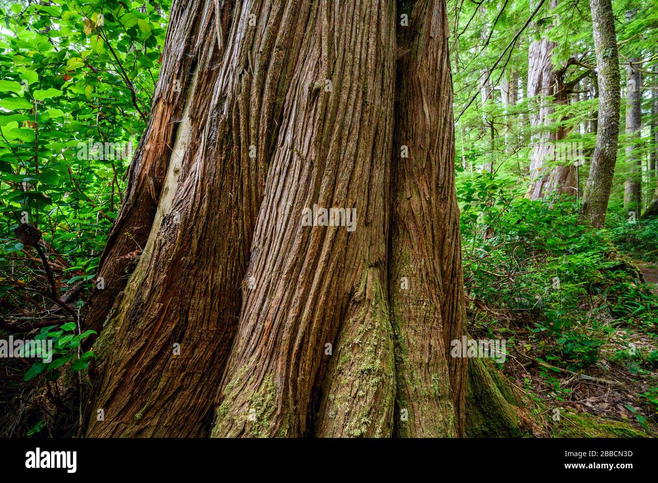 San Joseph Bay, Cape Scott Provincial Park, Vancouver Island, BC, Canada Stock Photo