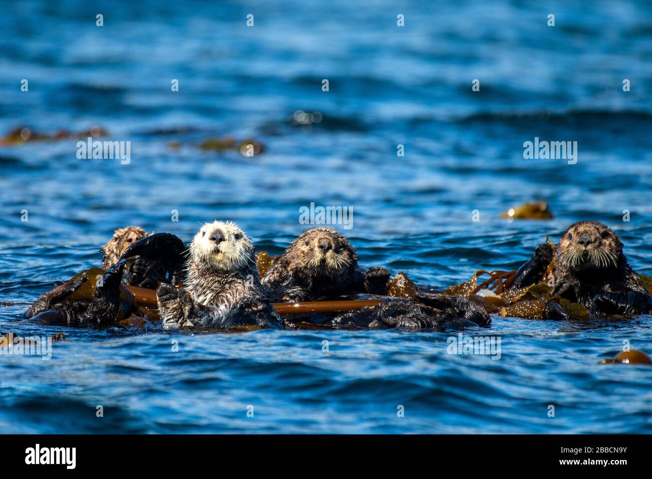 Sea otters (Enhydra lutris), Quatsino Sound, Port Alice, Vancouver Island, BC, Canada Stock Photo