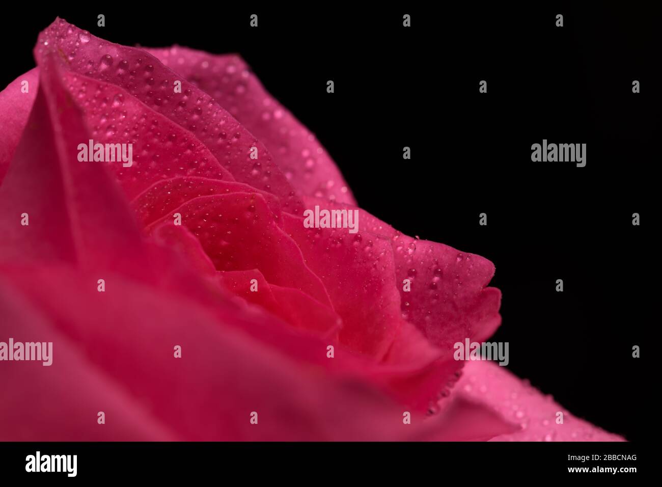 Pink rose flower isolated on black background Stock Photo