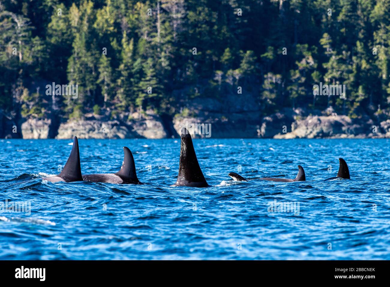 Northern Resident Orca (Orcinus orca) Whales (A pod), Johnstone Straight, Vancouver Island, BC, Canada Stock Photo