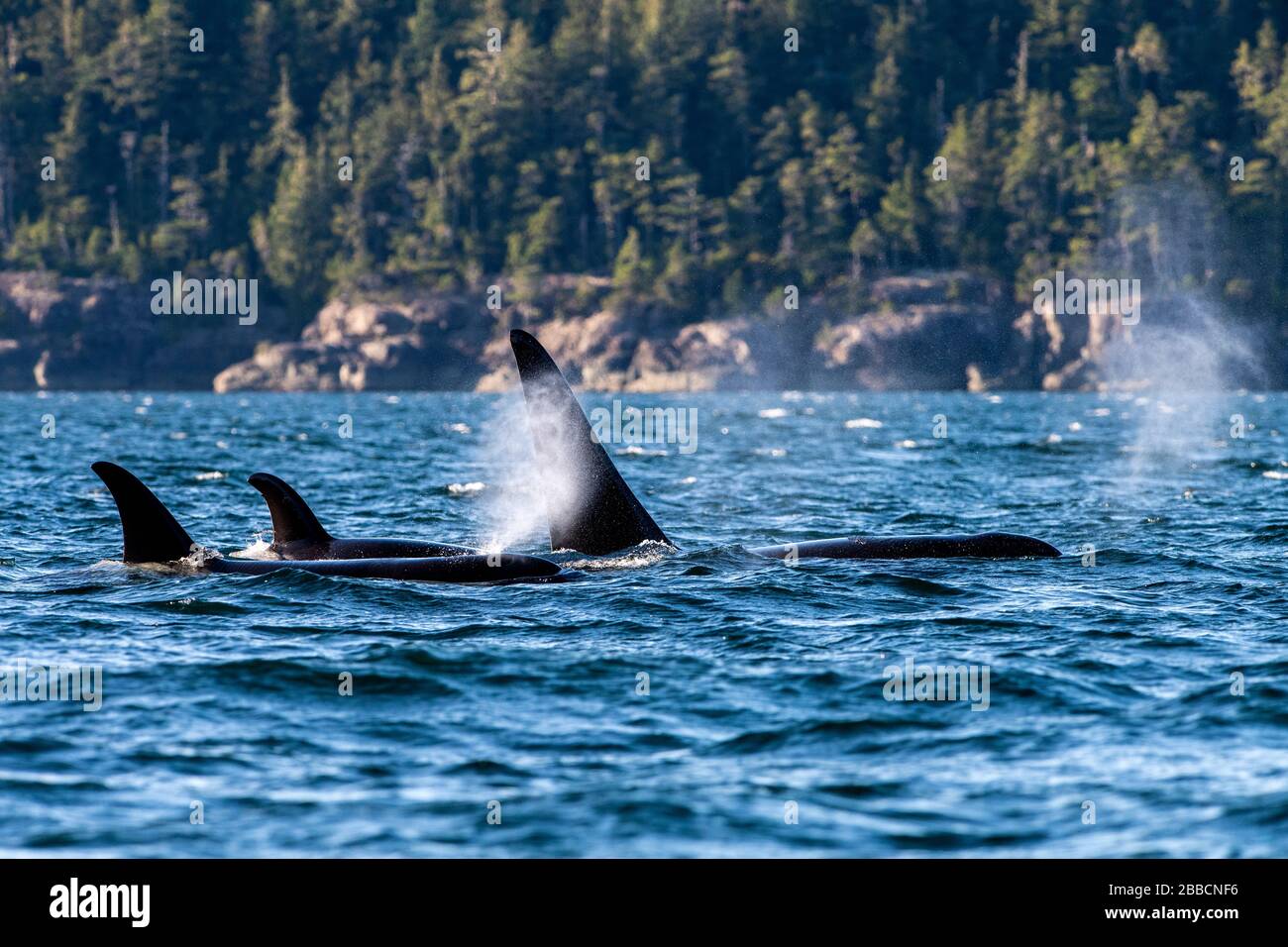 Northern Resident Orca (Orcinus orca) Whales (A pod), Johnstone Straight, Vancouver Island, BC Canada Stock Photo