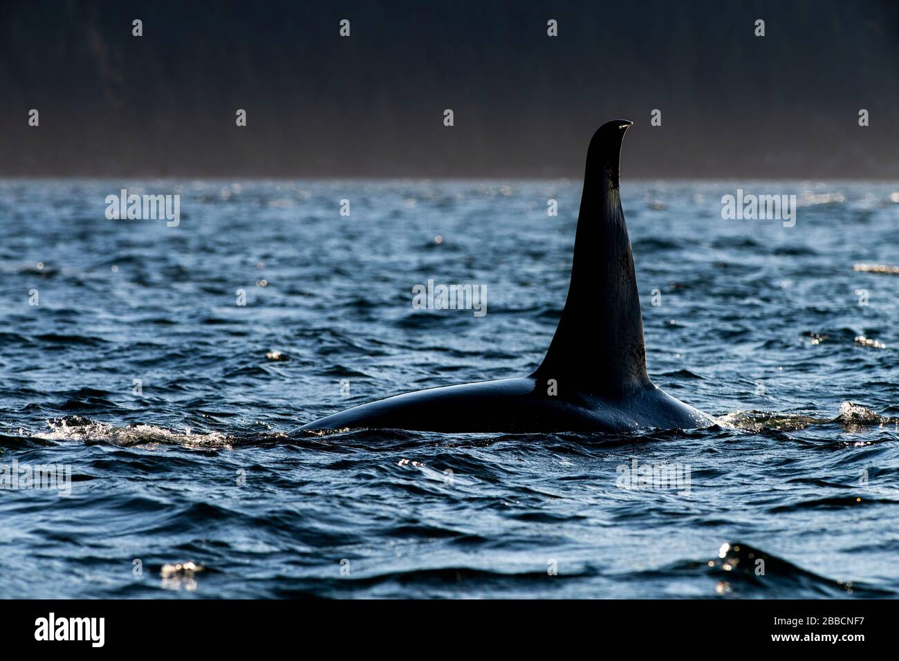Northern Resident Orca (Orcinus orca) Whales (A pod), Johnstone Straight, Vancouver Island, BC Canada Stock Photo