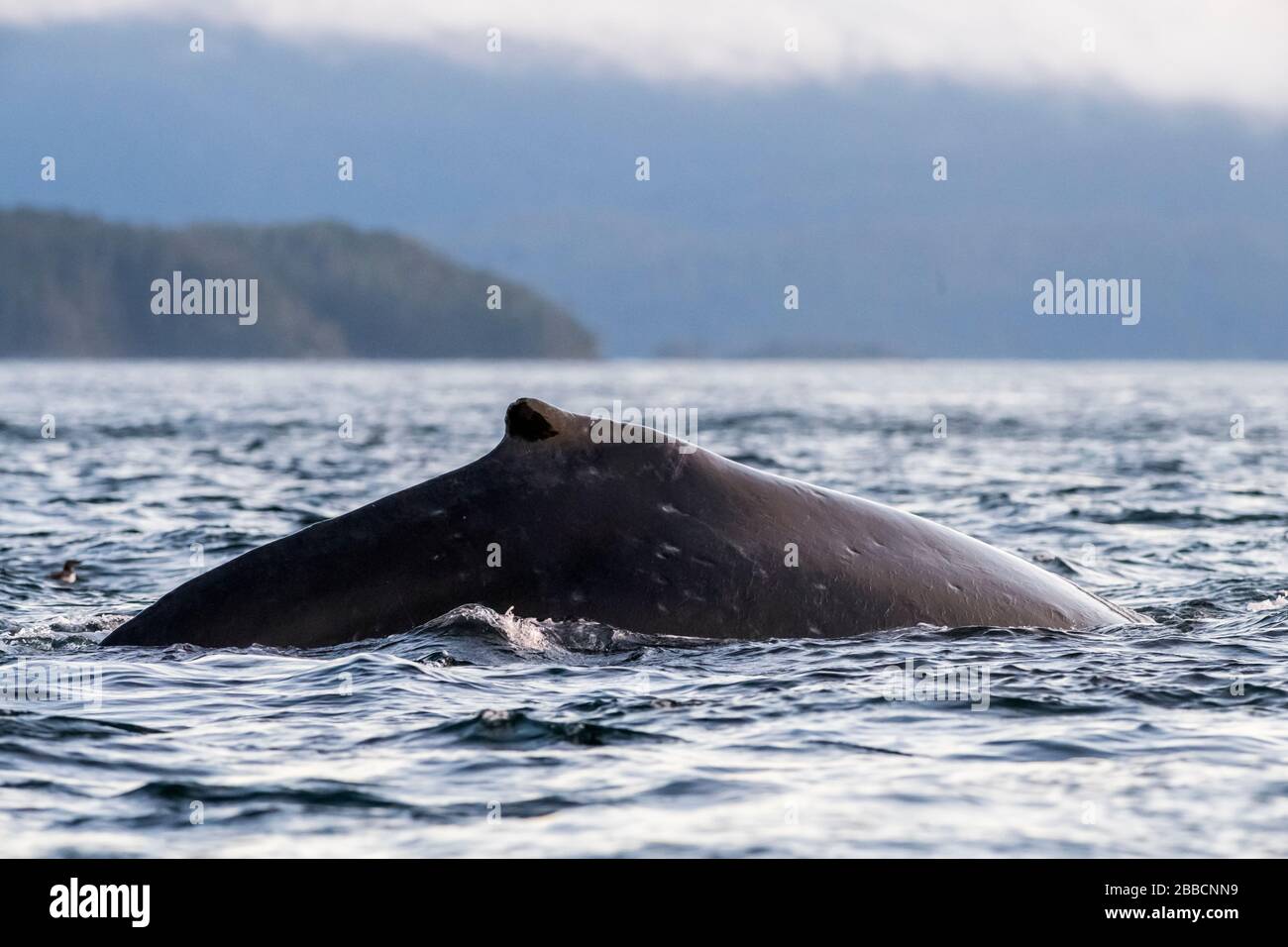 Humpback whale (Megaptera novaeangliae), Blackfish Sound, Vancouver Island, BC Canada Stock Photo