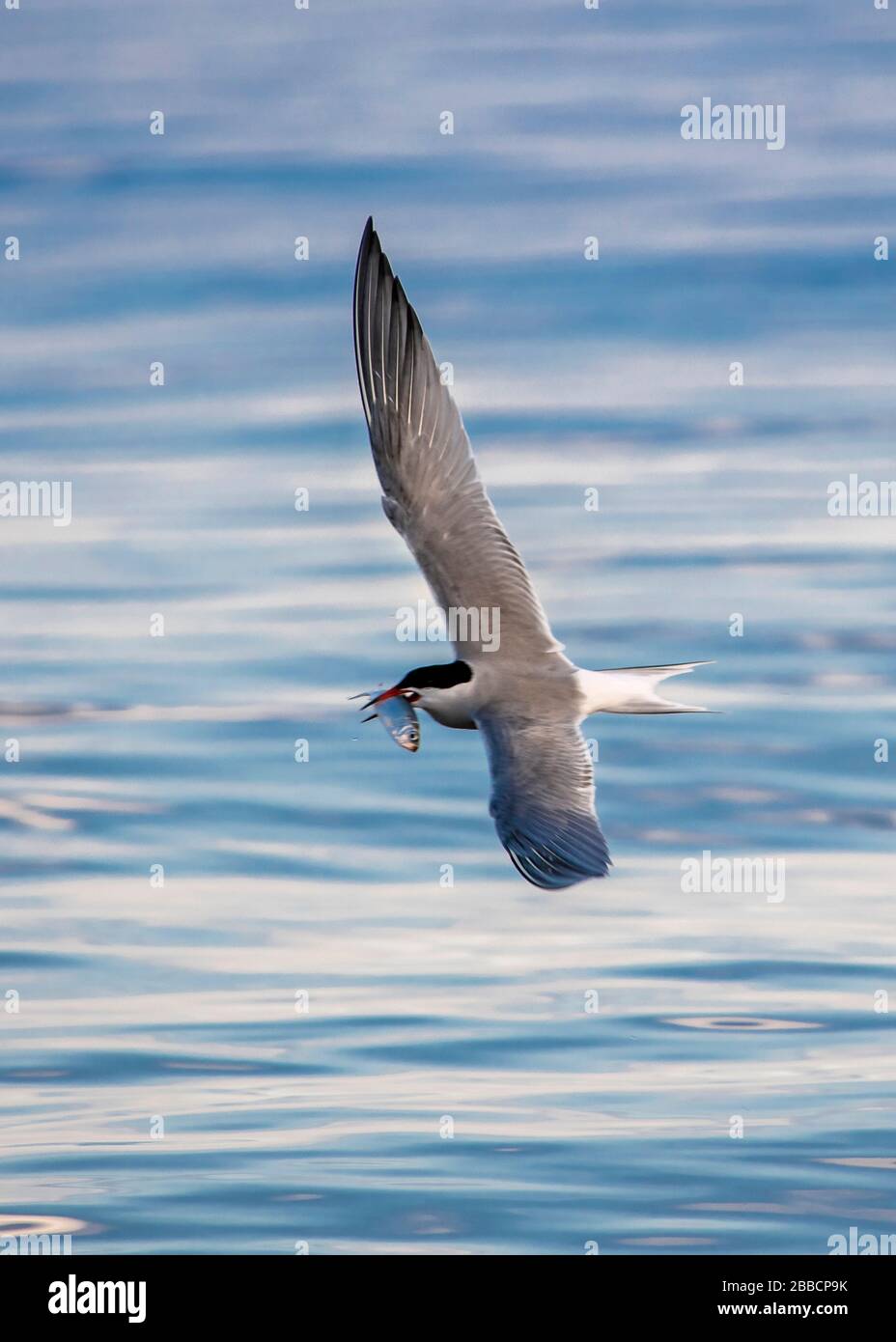 Common tern (Sterna hirundo) catching fish, Lake Ontario Stock Photo