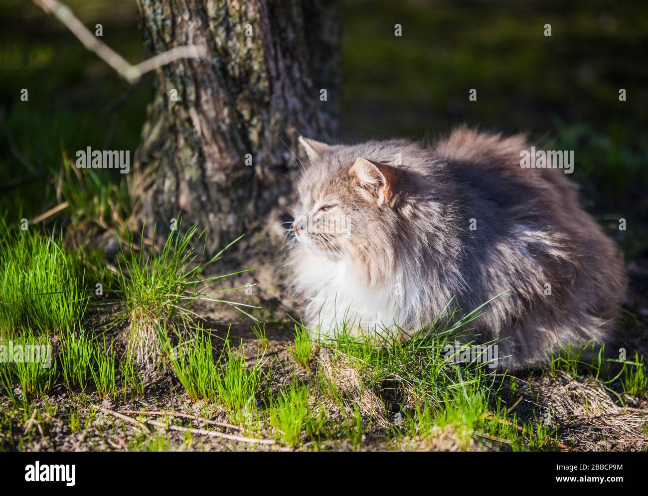 Gray cat in the park looked at birds flying up Stock Photo - Alamy