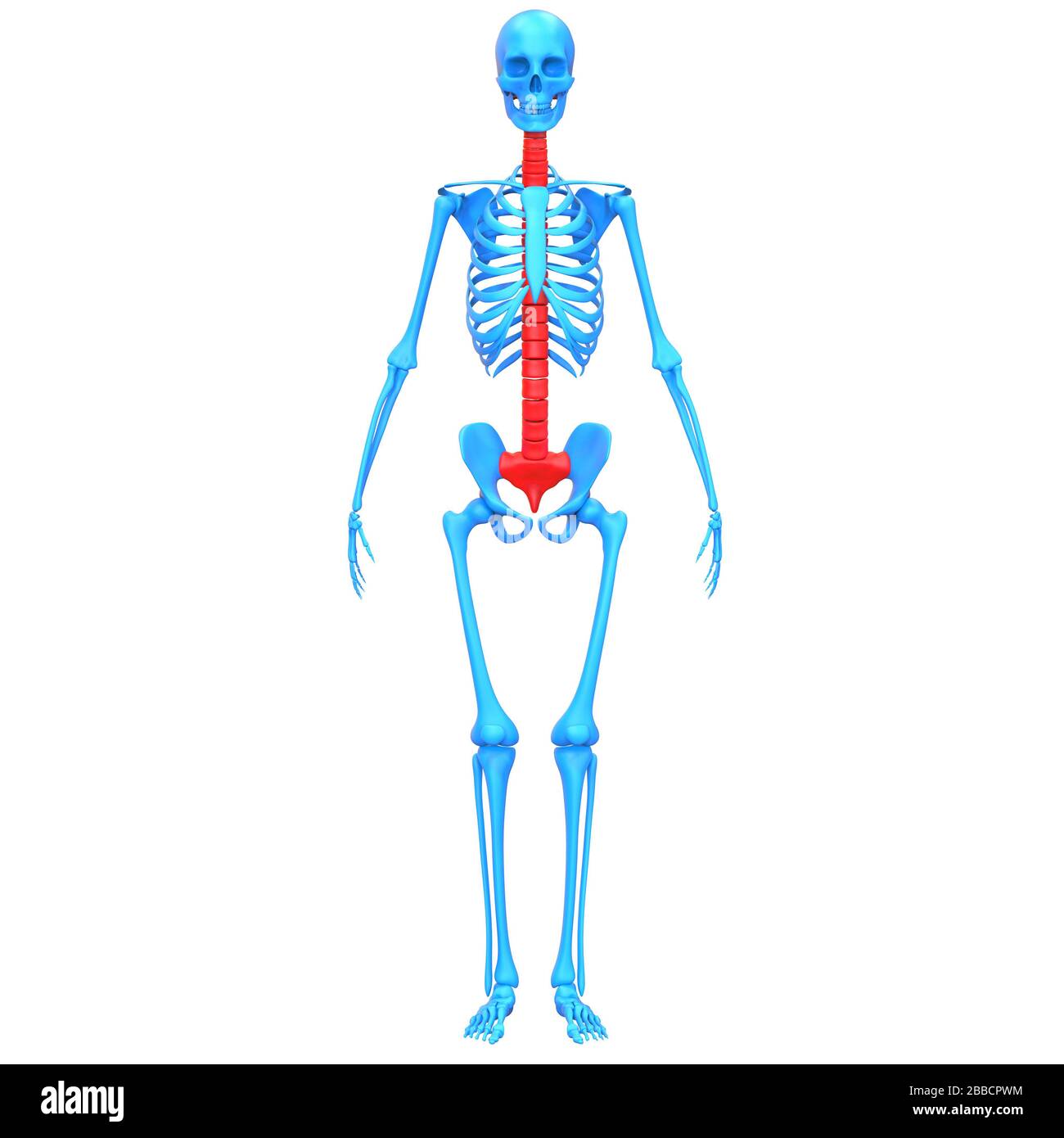 Vertebral Column of Human Skeleton System Anatomy Stock Photo