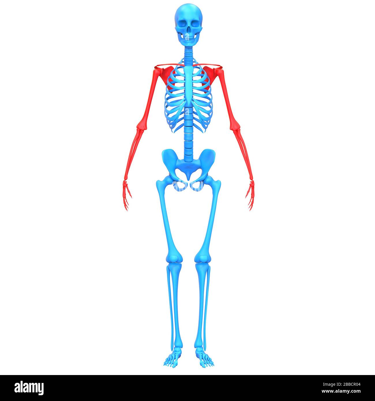 Human Skeleton System Upper Limbs Bone Joint Pains Anatomy. 3D Stock Photo