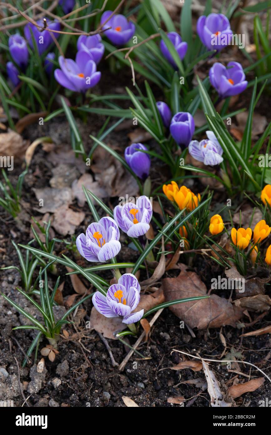 Page 8 - Crocus Group High Resolution Stock Photography and Images - Alamy