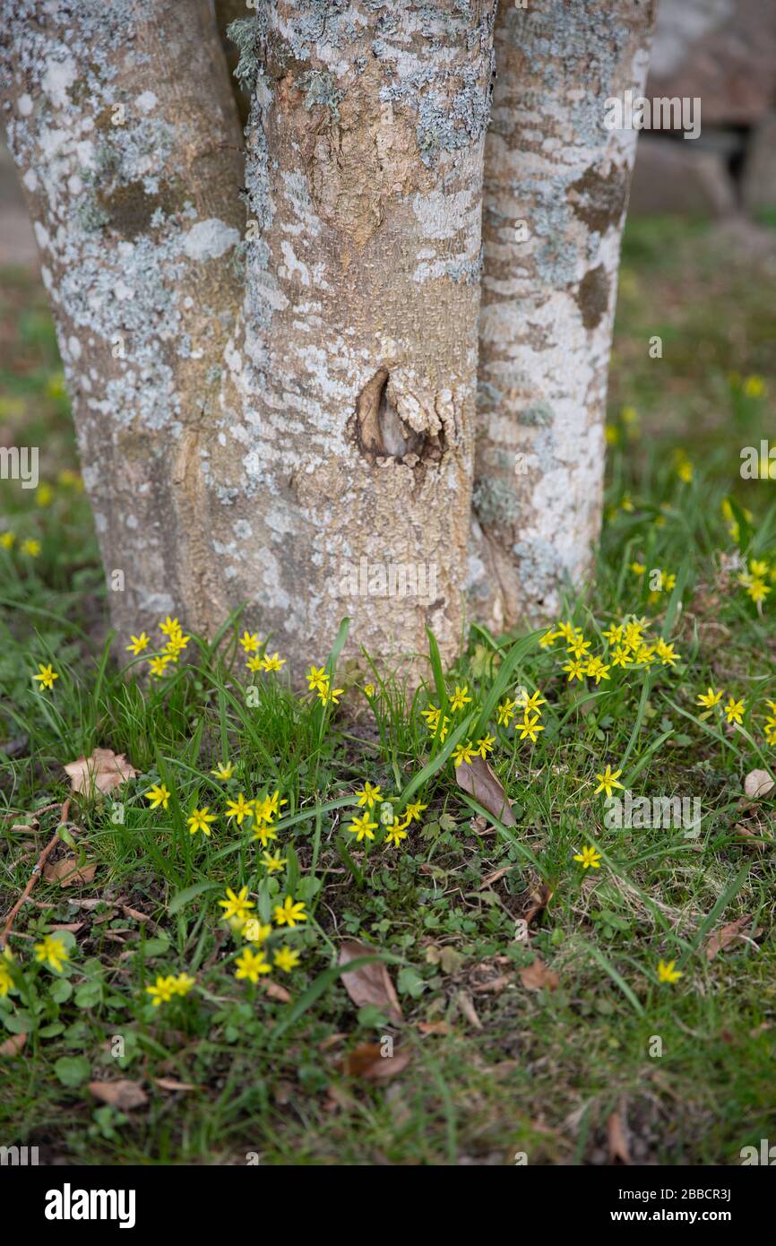Yellow-star-of-Bethlehem, Gagea luted, at the foot of a tree Stock Photo