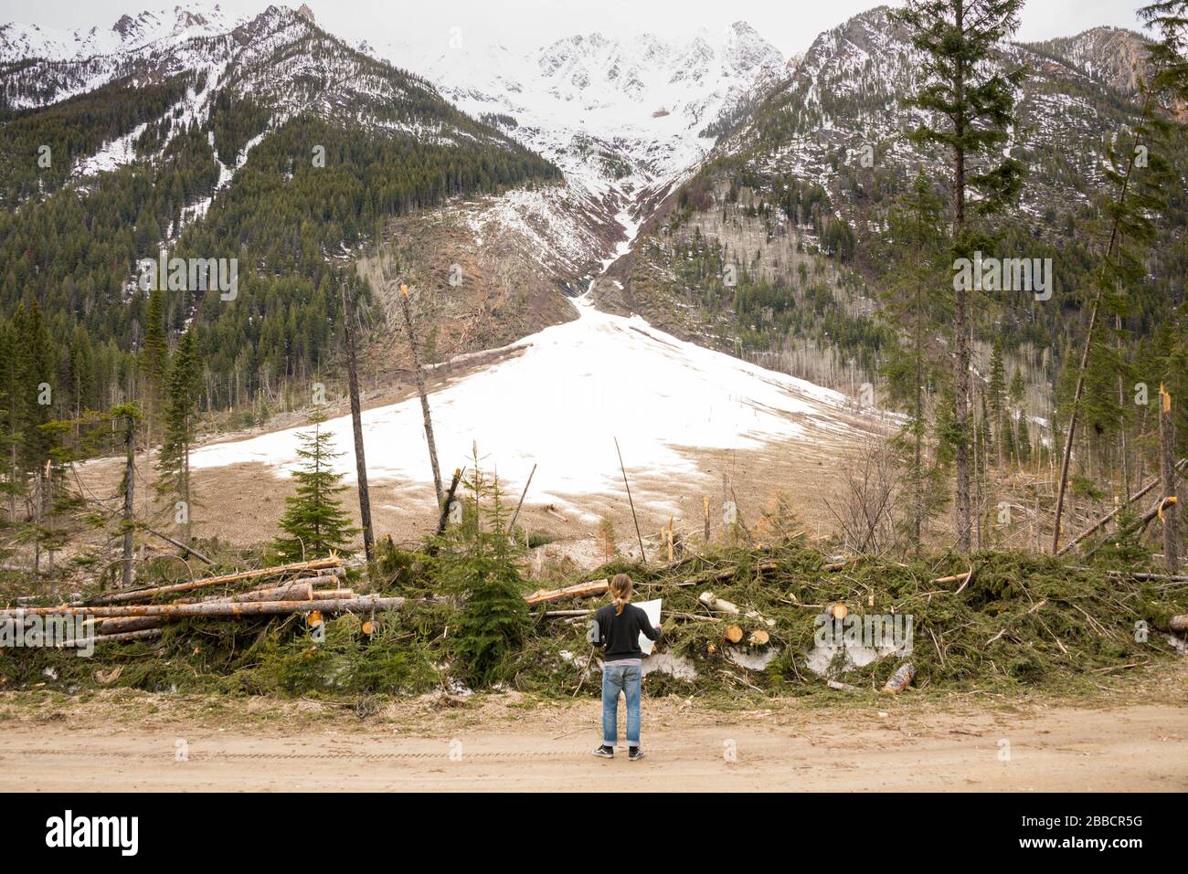 A man surveys a Class 5 avalanche that happened in January, 2015 at the 13.5km mark on the Toby Creek Road just past Panorama Resort, British Columbia Stock Photo