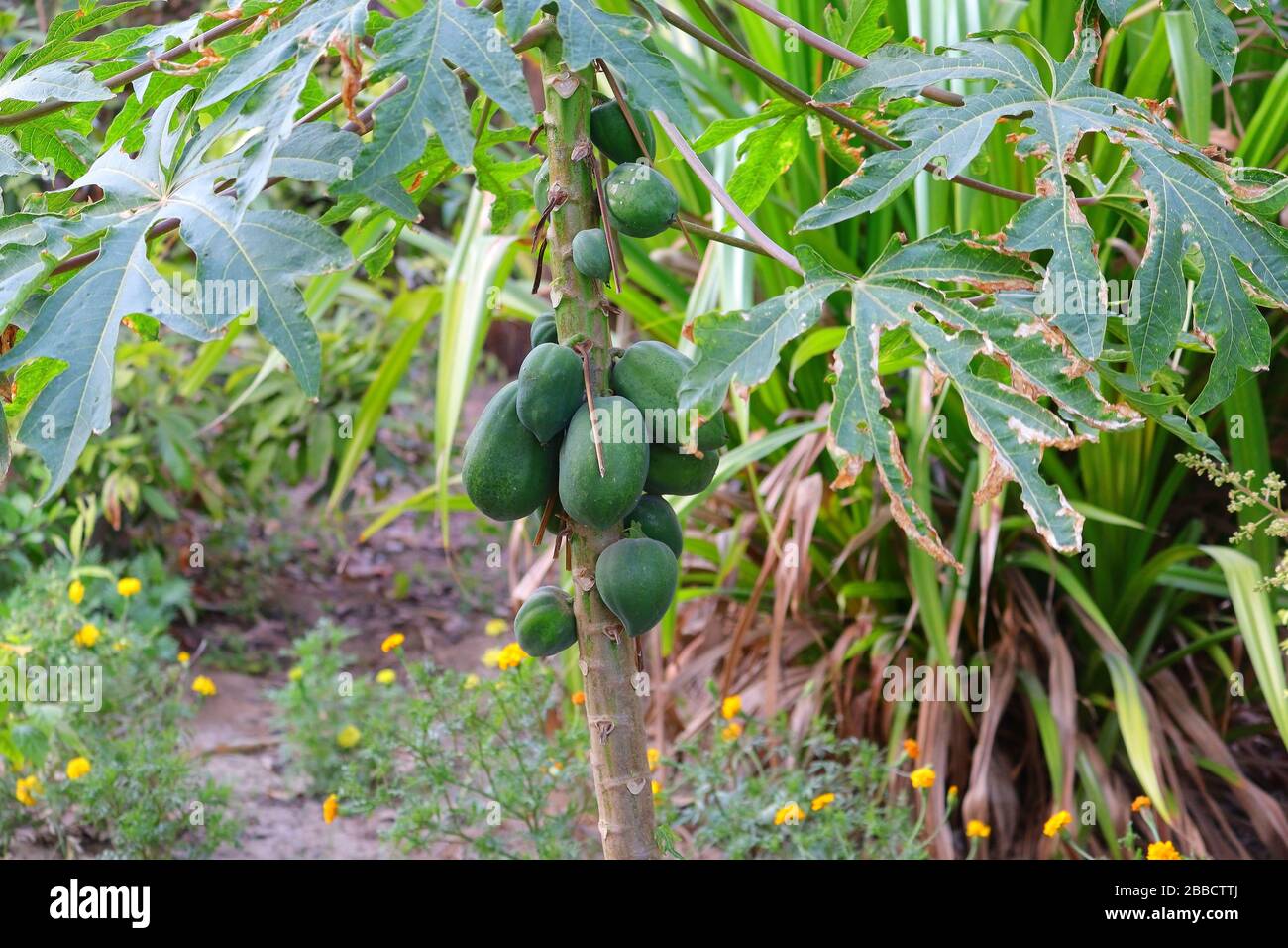 large group unripe papaya fruits growing on papaya tree in garden, concept for gardening Stock Photo