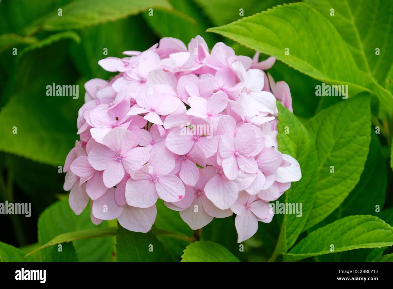 Pale pink flowers of Hydrangea Macrophylla Generale Vicomtesse de Vibraye Stock Photo