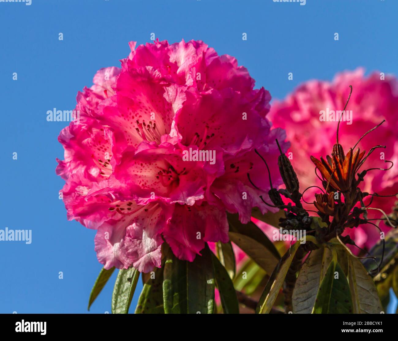 Rhododendron arboreum, the tree rhododendron, Burans or Laligurans or Gurans Stock Photo