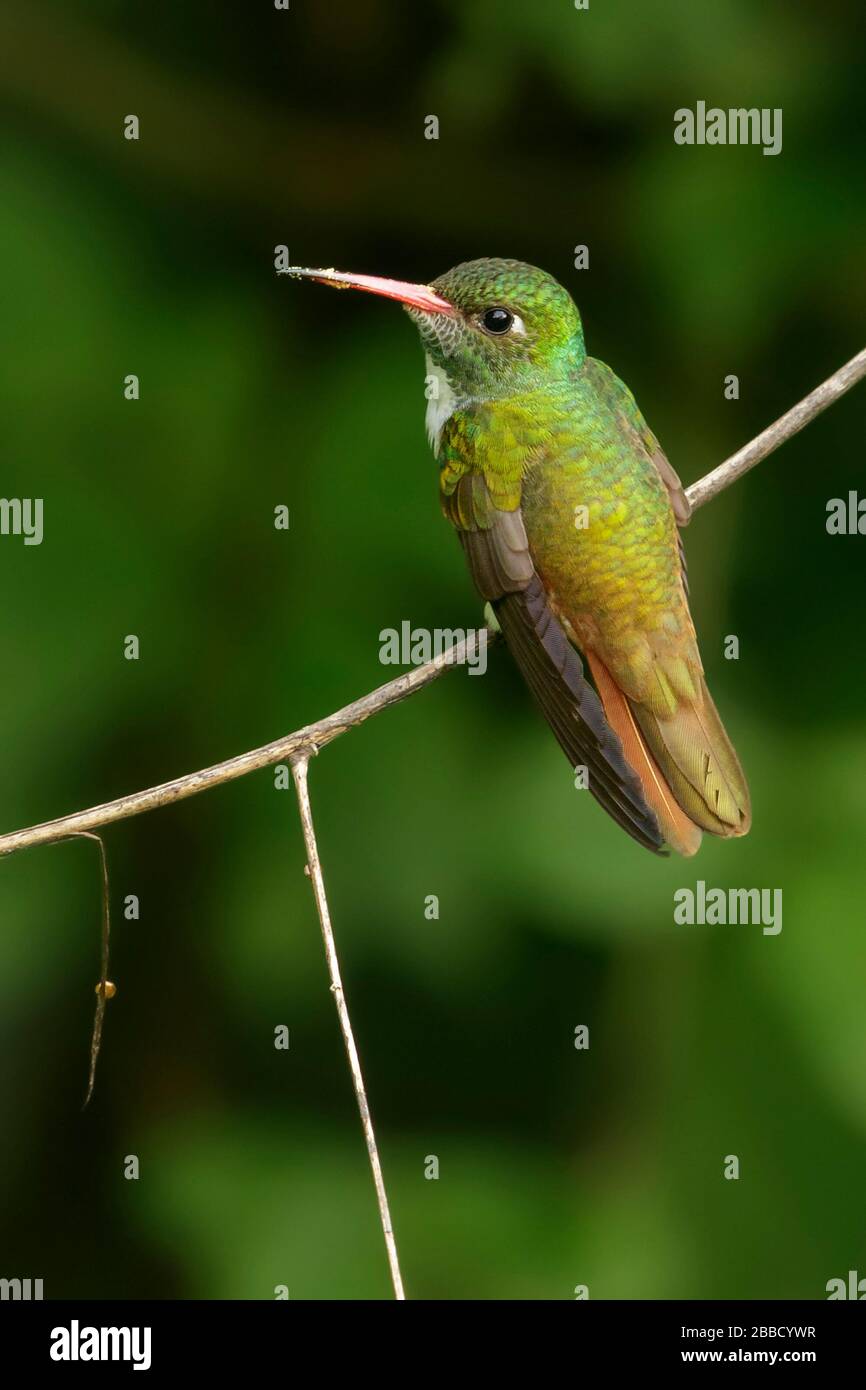 Amazilia Hummingbird (Amazilia amazilia) perched on a branch in the South of Ecuador. Stock Photo