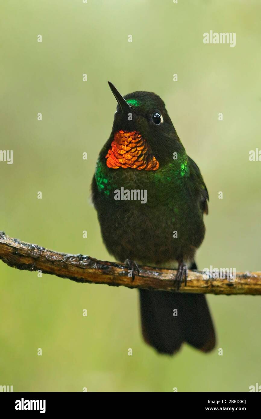 Bay-headed Tanager (Tangara gyrola) perched on a branch in the South of Ecuador. Stock Photo