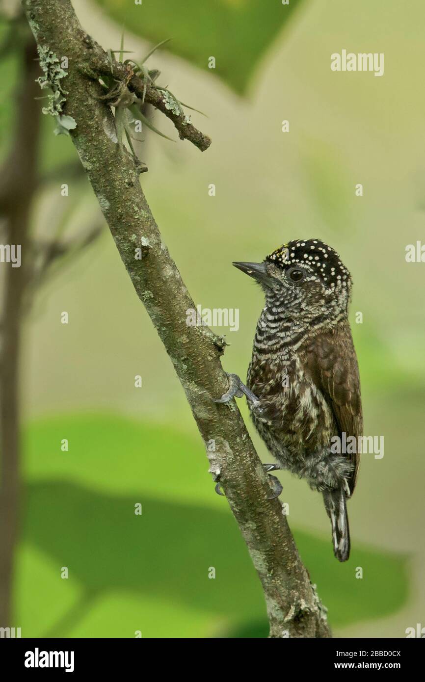 Ecuadorian Piculet (Picumnus sclateri) perched on a branch in the South of Ecuador. Stock Photo