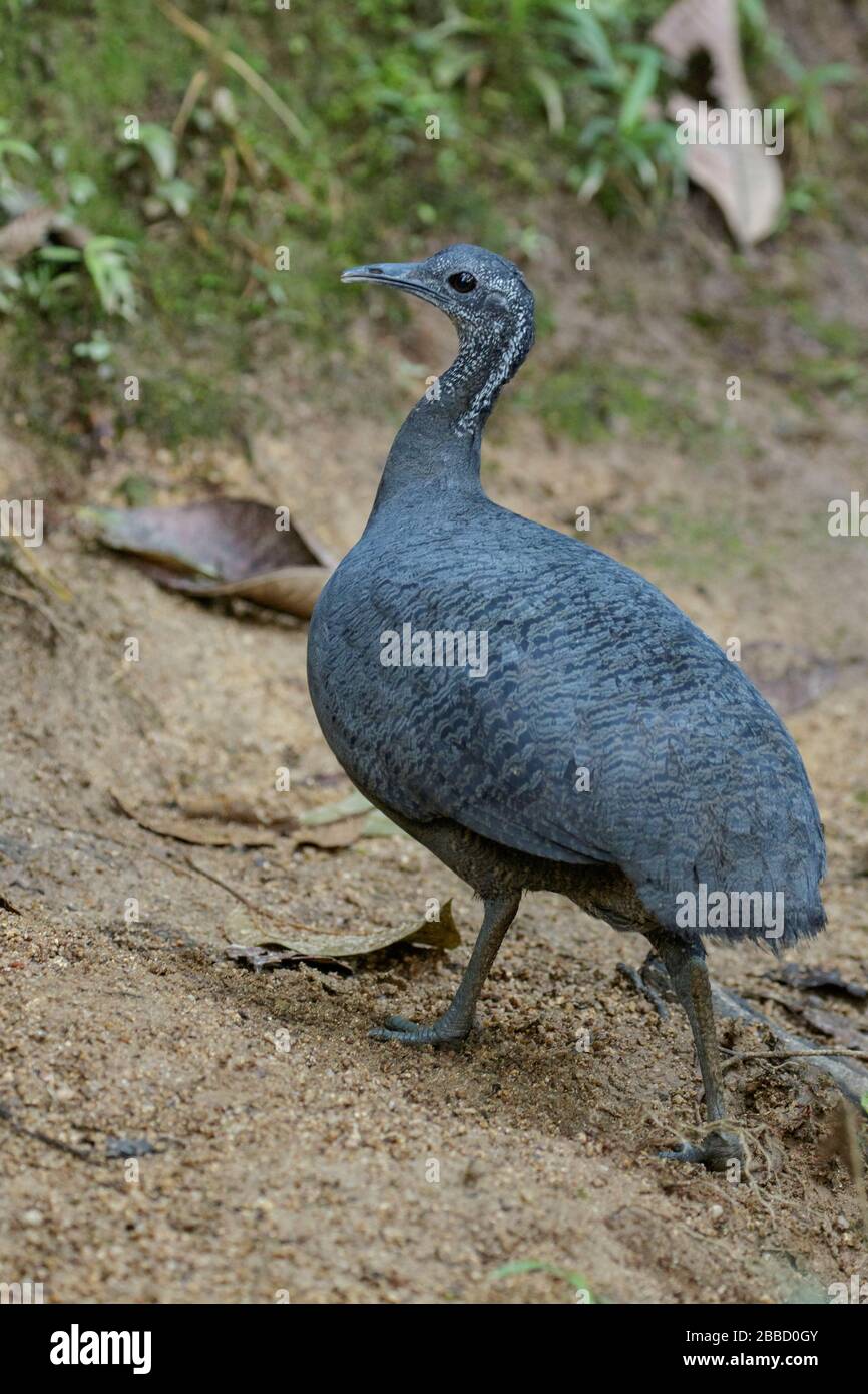 Gray Tinamou (Tinamus tao) feeding on th eforest floor in the South of Ecuador. Stock Photo