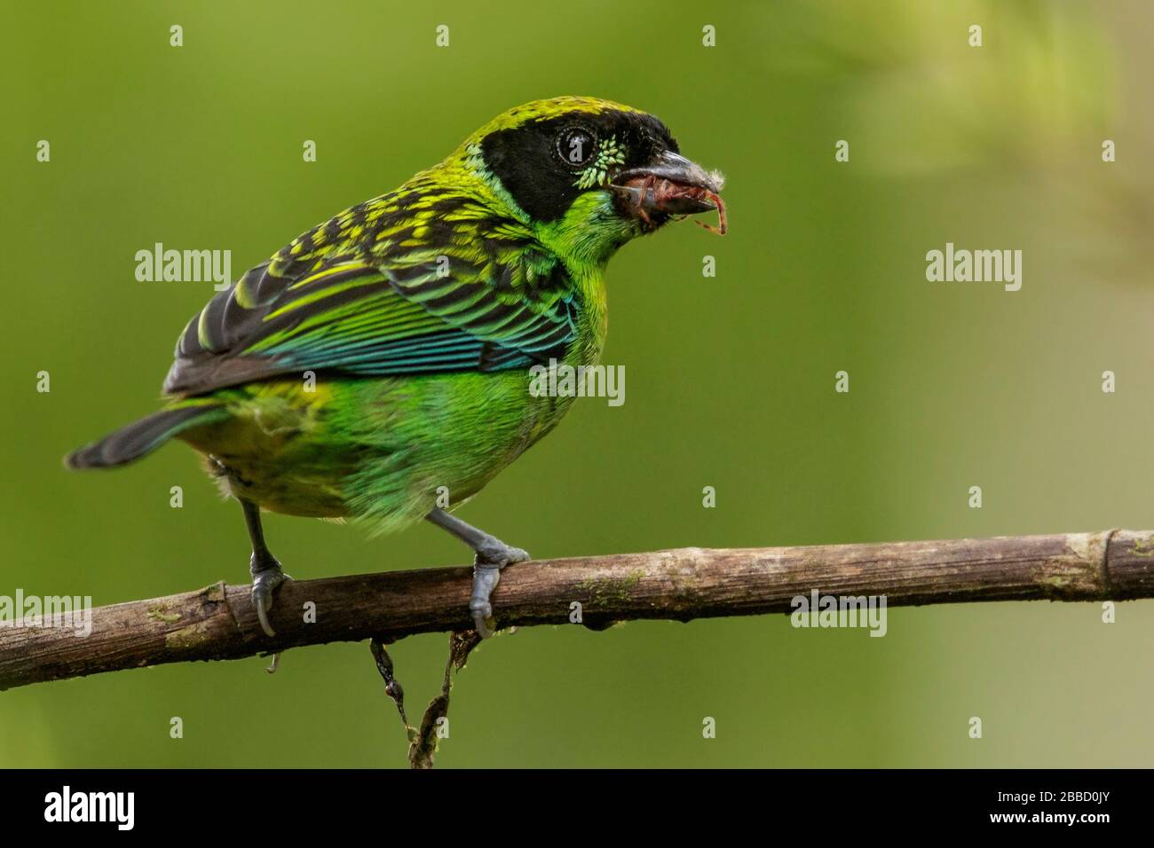 Green-and-Gold Tanager (Tangara schrankii) perched on a branch in the South of Ecuador. Stock Photo
