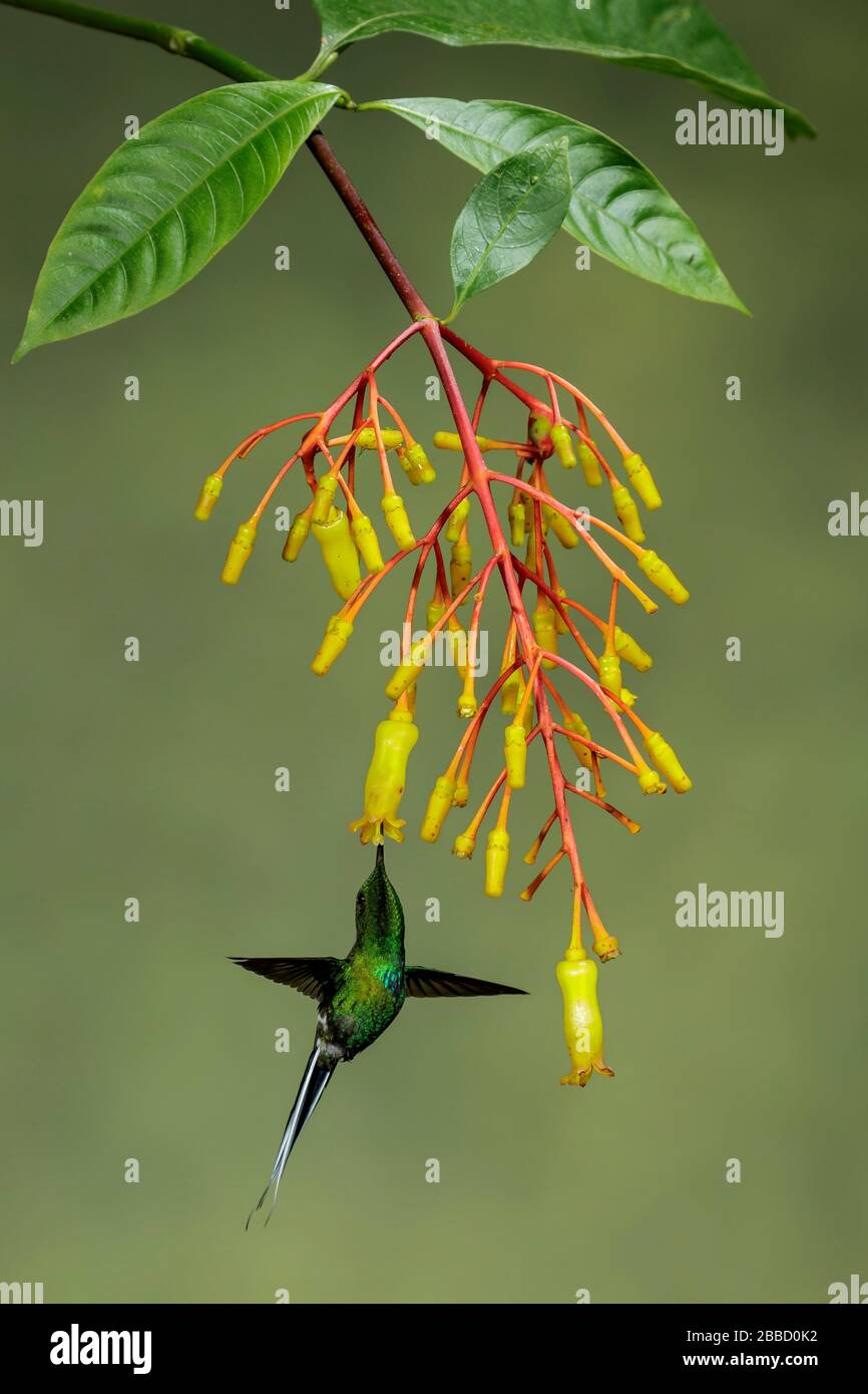 Green-and-Gold Tanager (Tangara schrankii) flying while feeding at a flower in the South of Ecuador. Stock Photo