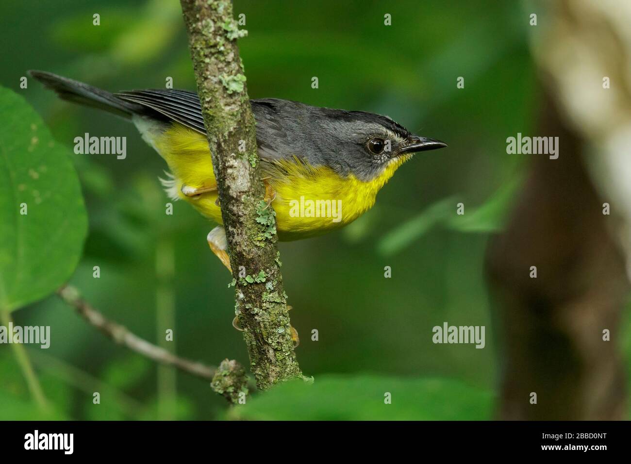 Grey-and-gold Warbler (Myiothlypis fraseri) perched on a branch in the South of Ecuador. Stock Photo