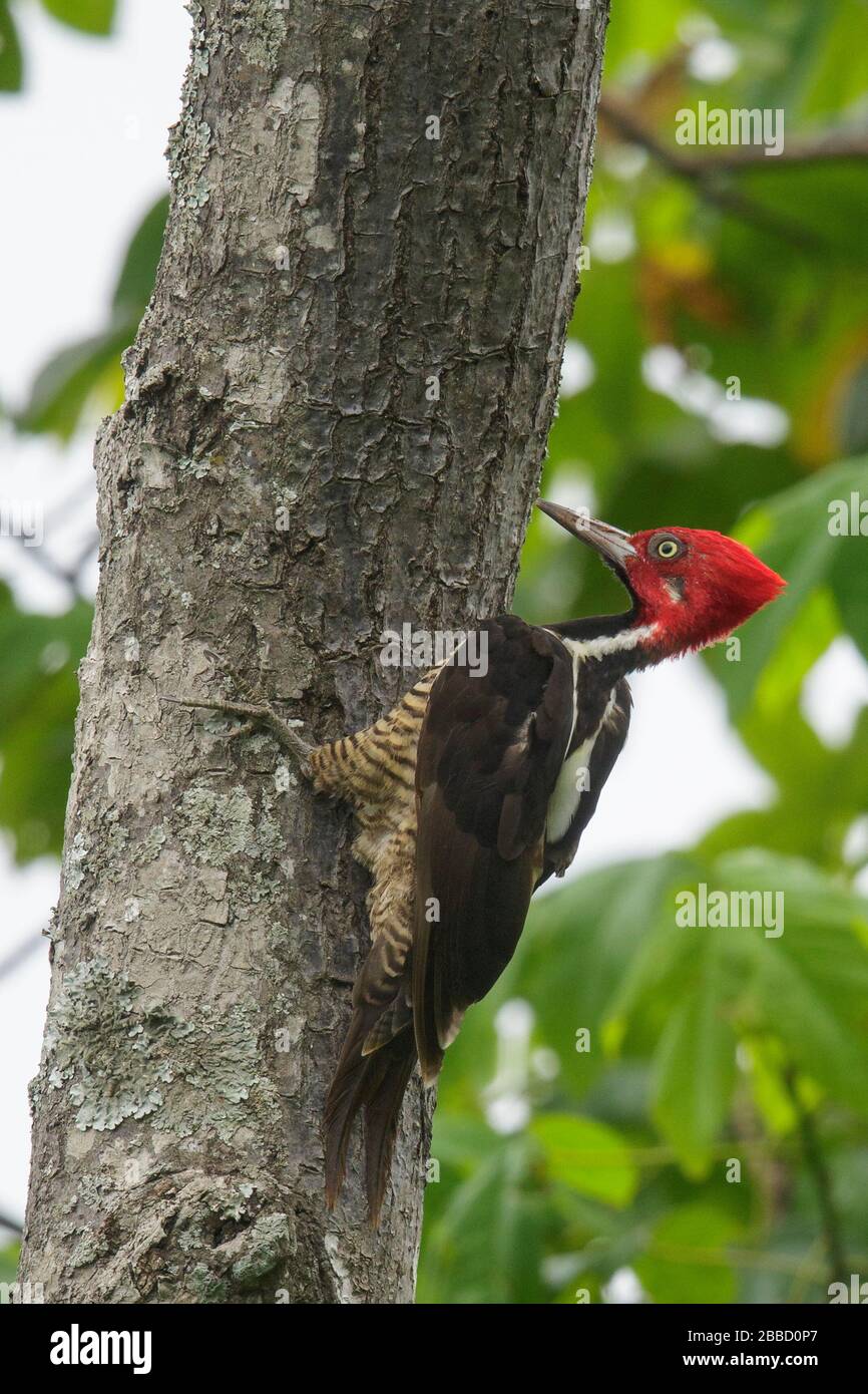 Guayaquil Woodpecker (Campephilus gayaquilensis) perched on a branch in the South of Ecuador. Stock Photo