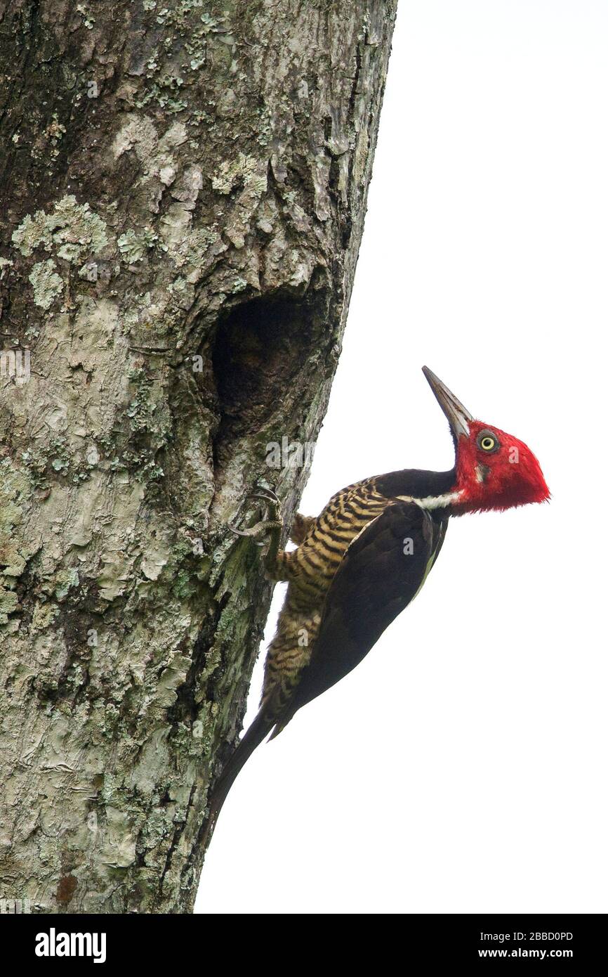 Guayaquil Woodpecker (Campephilus gayaquilensis) perched on a branch in the South of Ecuador. Stock Photo