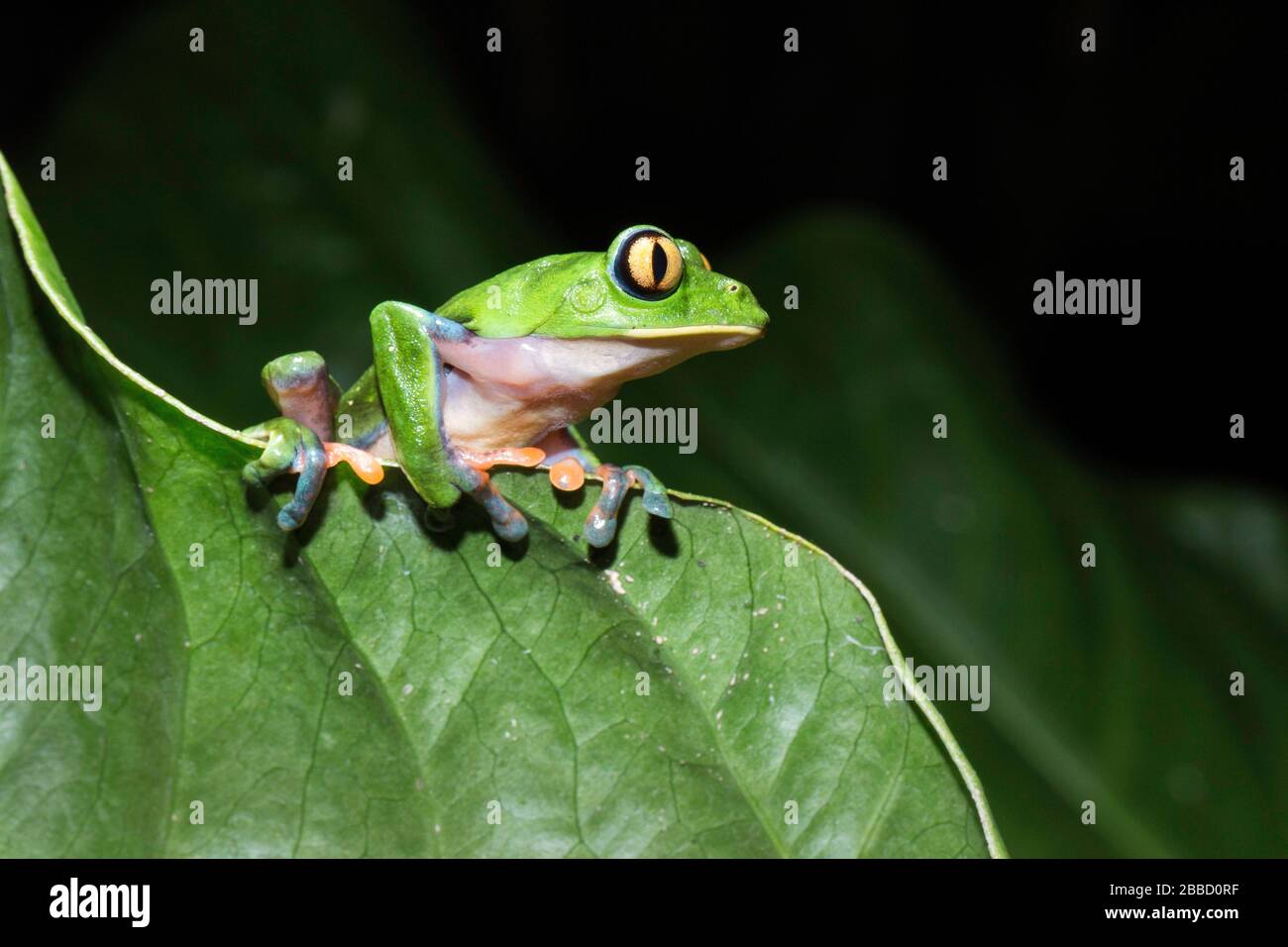 Yellow-eyed leaf frog (agalychnis annae) Costa Rica Stock Photo