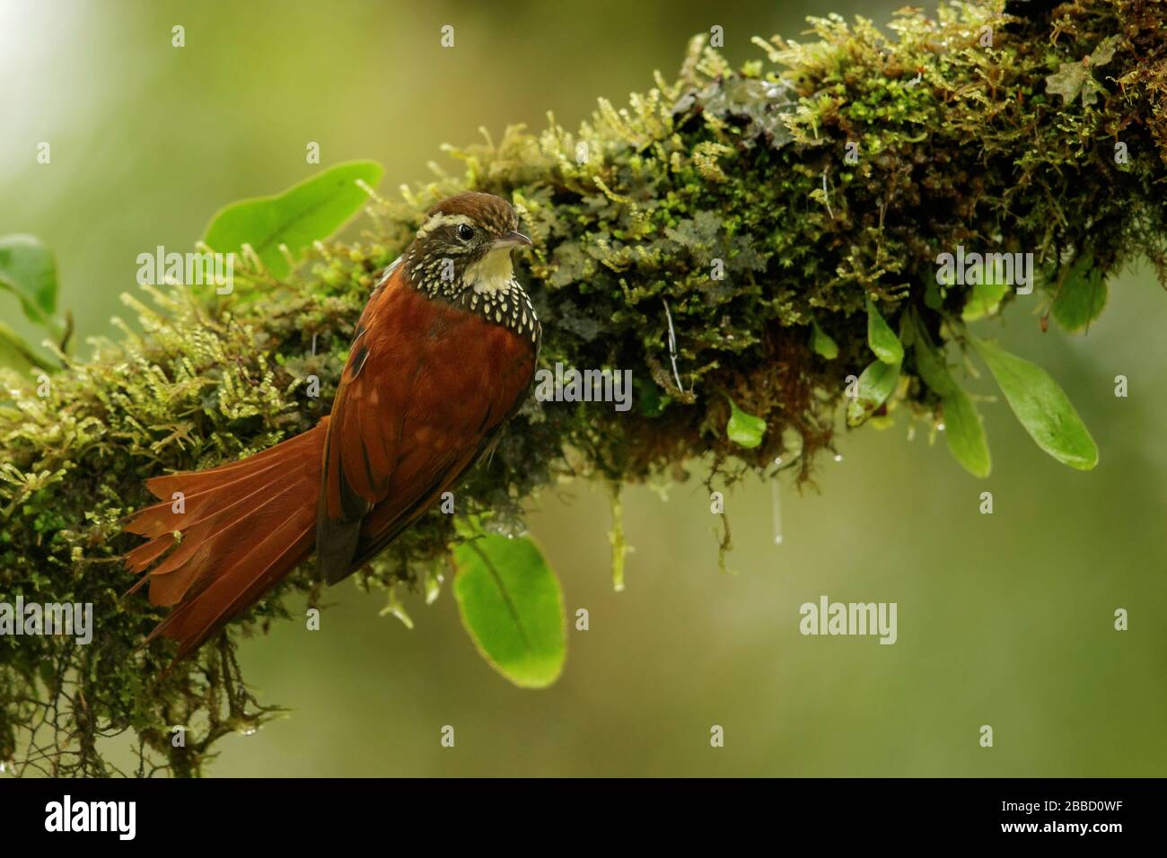 Pearled Treerunner (Margarornis squamiger) perched on a branch in the South of Ecuador. Stock Photo