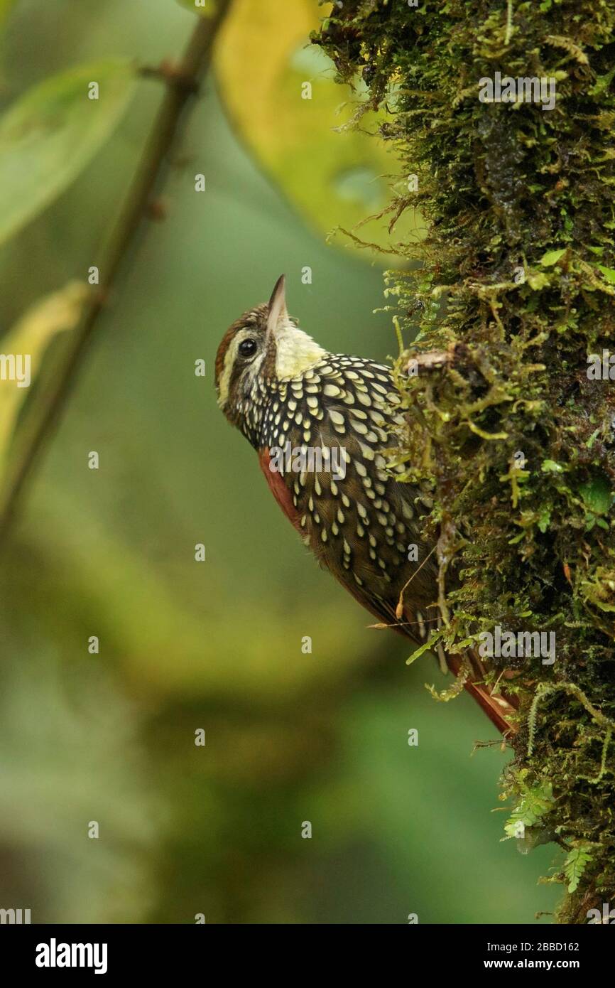 Pearled Treerunner (Margarornis squamiger) perched on a branch in the South of Ecuador. Stock Photo