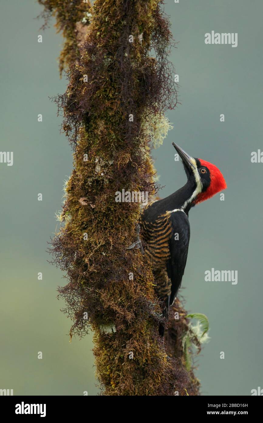 Powerful Woodpecker (Campephilus pollens) perched on a branch in the South of Ecuador. Stock Photo