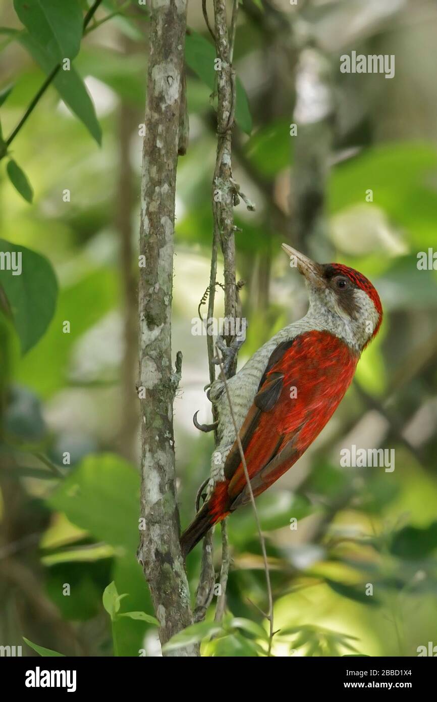 Scarlet-backed Woodpecker (Veniliornis callonotus) perched on a branch in the South of Ecuador. Stock Photo