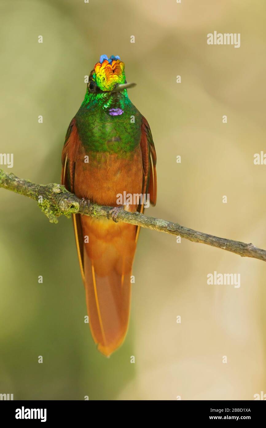 Rainbow Starfrontlet (Coeligena iris) perched on a branch in the South of Ecuador. Stock Photo