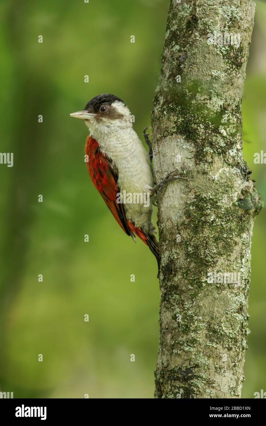 Scarlet-backed Woodpecker (Veniliornis callonotus) perched on a branch in the South of Ecuador. Stock Photo