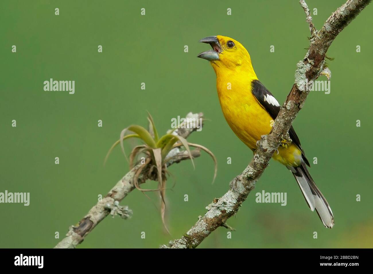 Southern Yellow-Grosbeak (Pheucticus chrysogaster) perched on a branch in the South of Ecuador. Stock Photo