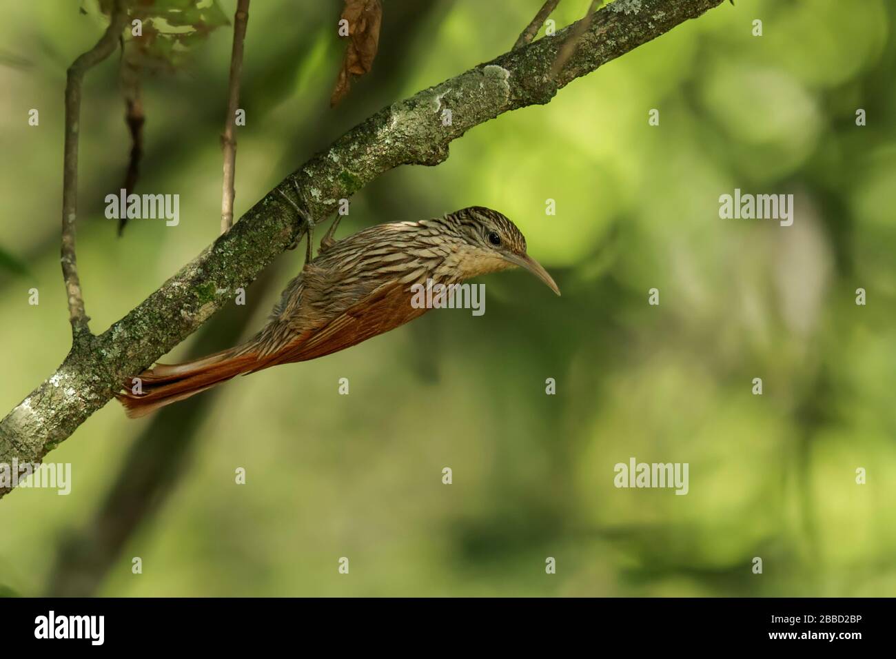 Streak-headed Woodcreeper (Lepidocolaptes souleyetii) perched on a branch in the South of Ecuador. Stock Photo