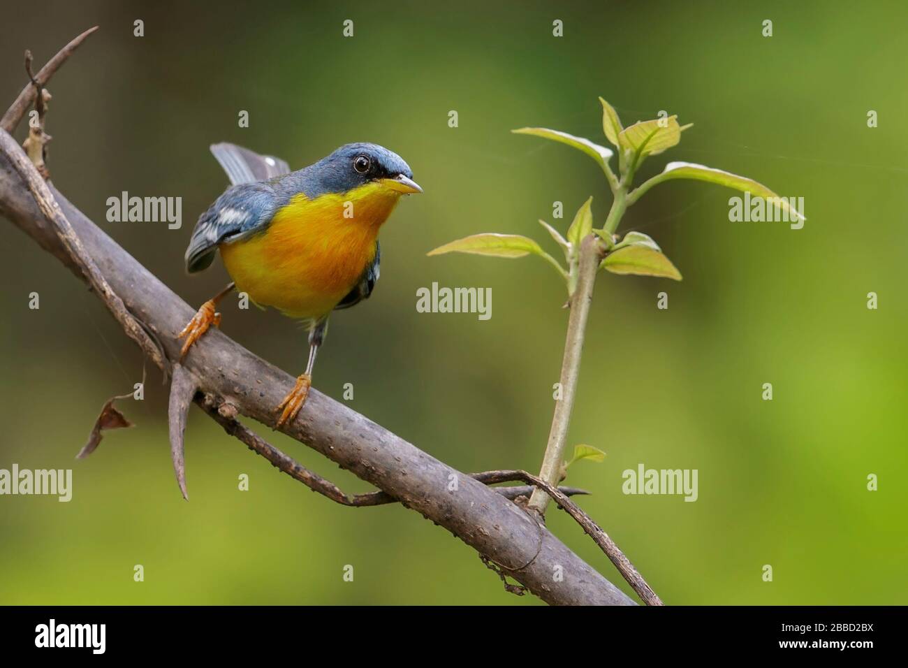 Tropical Parula (Parula pitiayumi) perched on a branch in the South of Ecuador. Stock Photo
