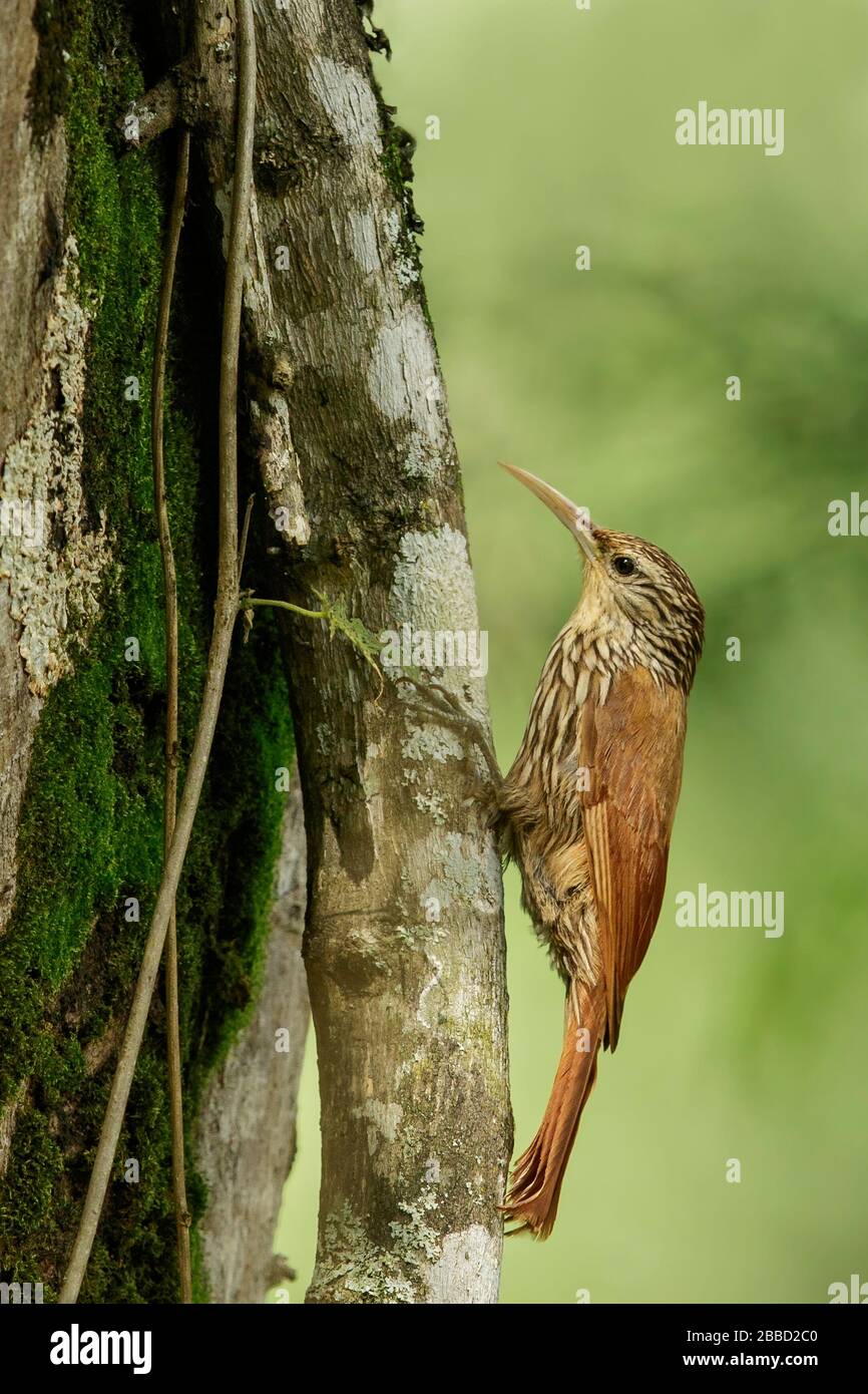 Streak-headed Woodcreeper (Lepidocolaptes souleyetii) perched on a branch in the South of Ecuador. Stock Photo
