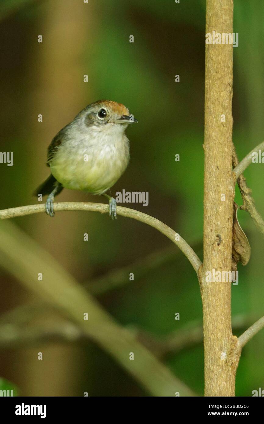 Uniform Antshrike (Thamnophilus unicolor) perched on a branch in the South of Ecuador. Stock Photo