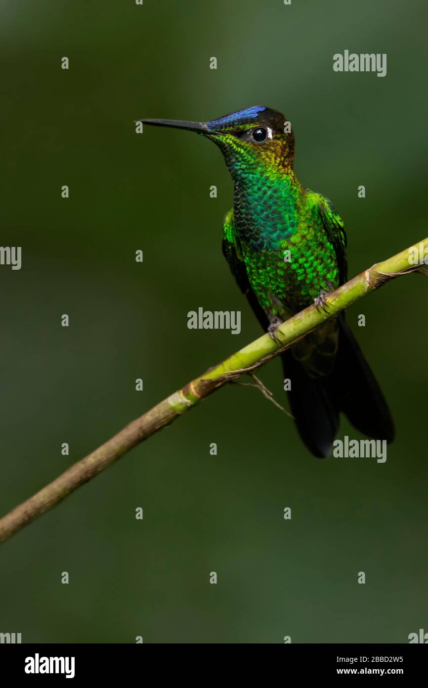 Violet-fronted Brilliant (Helidoxa leadbeateri) perched on a branch in the South of Ecuador. Stock Photo