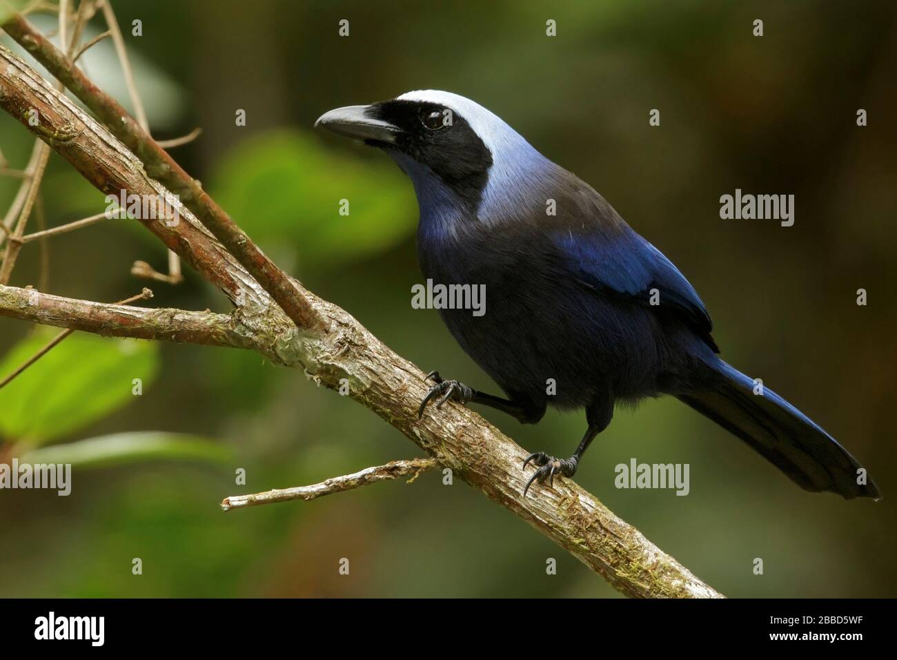 Beautiful Jay (Cyanolyca pulchra)  perched on a branch in the Andes mountains in Colombia. Stock Photo