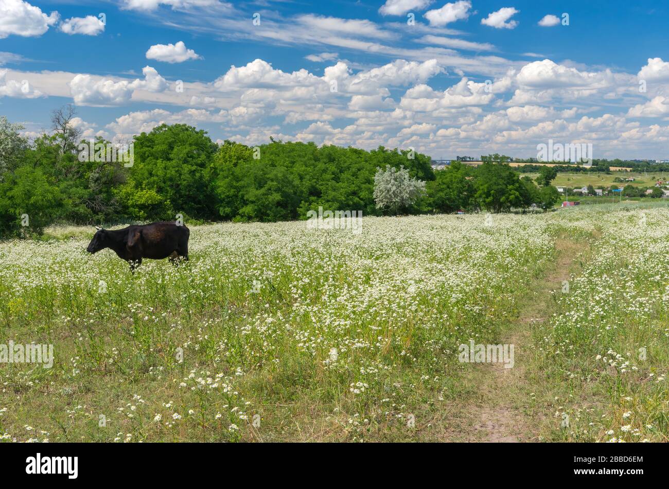 Landscape with pedestrian path and cute Ukrainian cow standing in summer erigeron annuus flower field Stock Photo