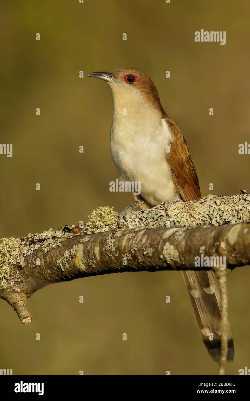 Black-billed Cuckoo (Coccyzus erythropthalmus) perched on a branch in Ontario, Canada. Stock Photo